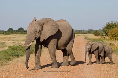 African Elephant - Loxodonta africana