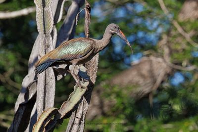 Hadada ibis - Bostrychia hagedash