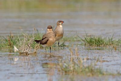 Collared pratincole - Glareola pratincola