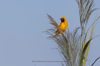 Southern Brown-throated Weaver - Ploceus xanthopterus