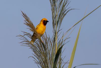 Southern Brown-throated Weaver - Ploceus xanthopterus