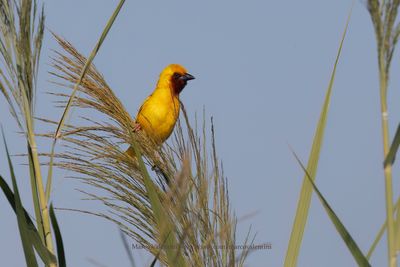 Southern Brown-throated Weaver - Ploceus xanthopterus