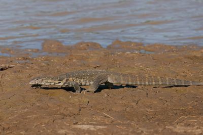 Monitor lizard - Varanus niloticus