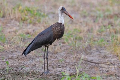 African Wolly-necked Stork - Ciconia microscelis