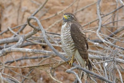 Roadside Hawk - Buteo magnirostris