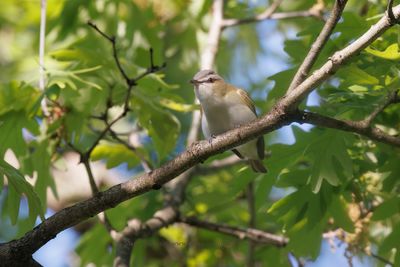 Red-eyed Vireo - Vireo olivaceus