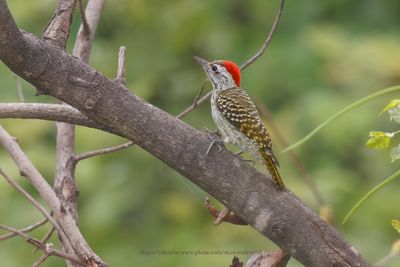 Cardinal woodpecker - Chloropicus fuscescens