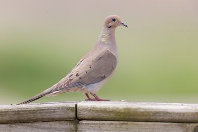 Mourning dove - Zenaida macroura