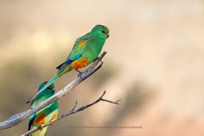 Mulga parrot - Psephotus varius
