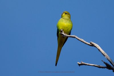 Elegant parrot - Neophema elegans