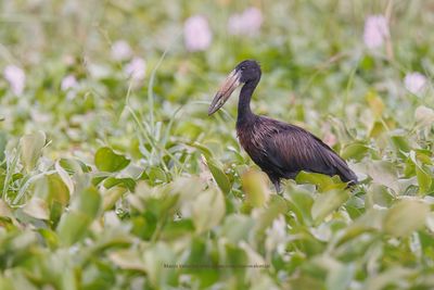 African Open-billed Stork - Anastomus lamelligerus