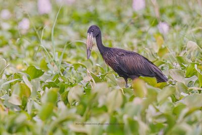 African Open-billed Stork - Anastomus lamelligerus