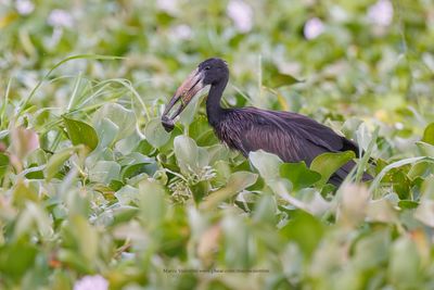 African Open-billed Stork - Anastomus lamelligerus