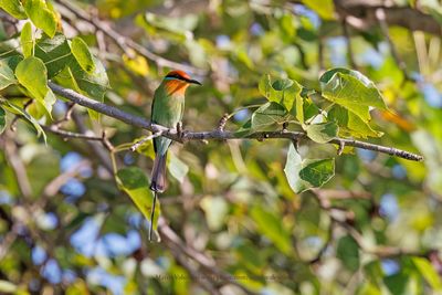 Bohm's Bee-eater - Merops boehmi