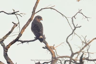 Banded Snake-Eagle - Circaetus cinerascens
