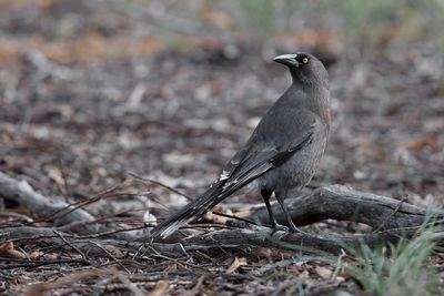 Gray Currawong - Strepera versicolor