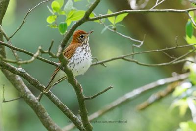 Wood Thrush - Hylocichla mustelina