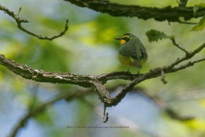 Kentucky Warbler - Geothlypis formosa