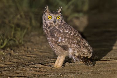 Spotted Eagle-owl - Bubo africanus
