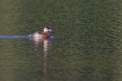 Andean Duck - Oxyura ferruginea