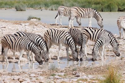 Plain Zebra - Equus quagga