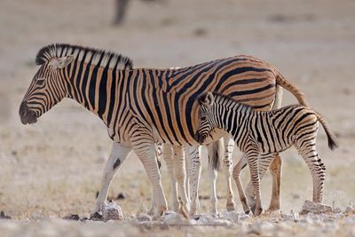 Plain Zebra - Equus quagga