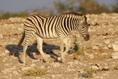 Plain Zebra - Equus quagga