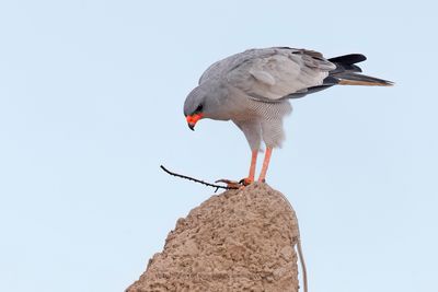 Pale Chanting Hawks - Melierax canorus