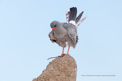 Pale Chanting Hawks - Melierax canorus
