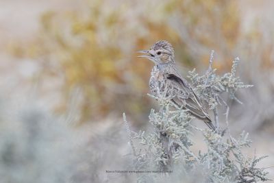 Spike-heeled lark - Chersomanes albofasciata