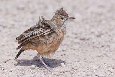 Spike-heeled lark - Chersomanes albofasciata