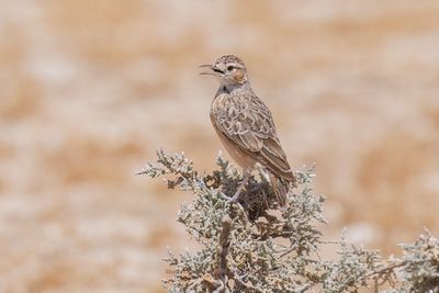Spike-heeled lark - Chersomanes albofasciata