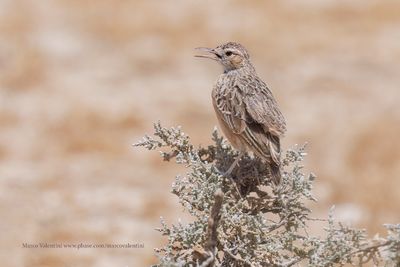 Spike-heeled lark - Chersomanes albofasciata