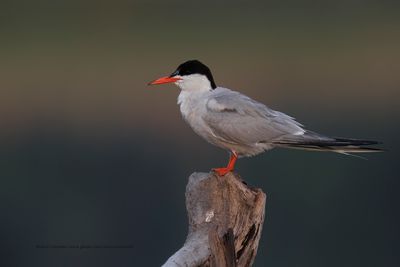 Common Tern - Sterna hirundo