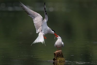 Common Tern - Sterna hirundo