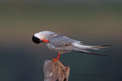 Common Tern - Sterna hirundo