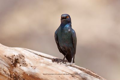 Cape glossy starling - Lamprotornis nitens