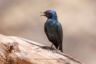 Cape glossy starling - Lamprotornis nitens