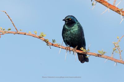 Cape glossy starling - Lamprotornis nitens