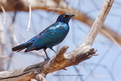 Cape glossy starling - Lamprotornis nitens