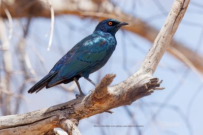 Cape glossy starling - Lamprotornis nitens
