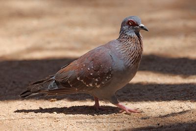 Speckled Pigeon- Columba guinea