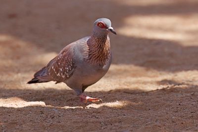 Speckled Pigeon- Columba guinea