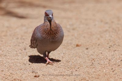 Speckled Pigeon- Columba guinea