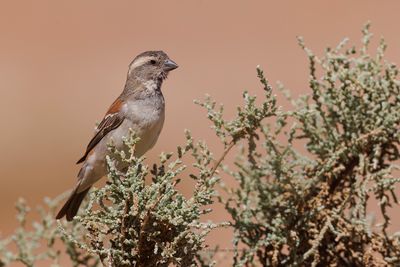 Cape Sparrow - Passer melanurus
