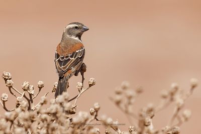 Cape Sparrow - Passer melanurus