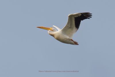 American White Pelican - Pelecanus erythrorhyncos