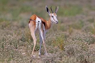 Kalahari Springbok - Antidorcas hofmeyri