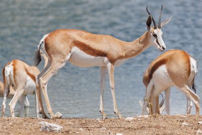 Kalahari Springbok - Antidorcas hofmeyri