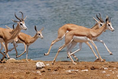 Kalahari Springbok - Antidorcas hofmeyri